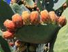 fructe de cactus